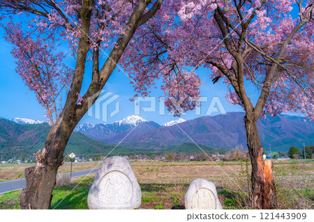 [Cherry Blossoms] Azumino City's spring scenery - Cherry blossoms at Jonen Dosojin Shrine [Nagano Prefecture] 121443909