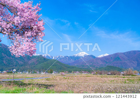 [Cherry Blossoms] Azumino City's spring scenery - Cherry blossoms at Jonen Dosojin Shrine [Nagano Prefecture] 121443912