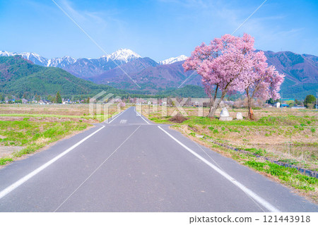 [Cherry Blossoms] Azumino City's spring scenery - Cherry blossoms at Jonen Dosojin Shrine [Nagano Prefecture] 121443918