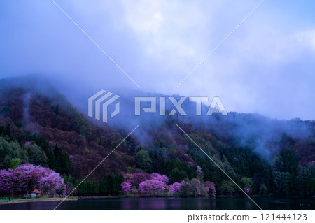 [櫻花素材]霧湖綱湖的大山櫻[長野縣] 121444123