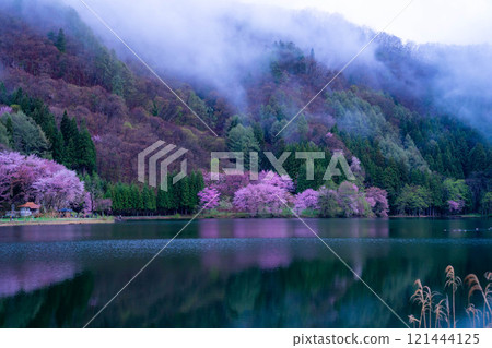 [Cherry Blossom Material] Oyamazakura of Lake Nakatsuna in the fog [Nagano Prefecture] 121444125