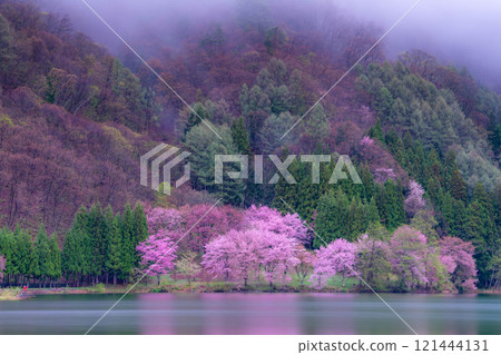 [Cherry Blossom Material] Oyamazakura of Lake Nakatsuna in the fog [Nagano Prefecture] 121444131