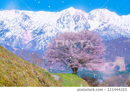 [Sakura blizzard material] A single cherry tree in the Nodaira area and the snow-capped Northern Alps [Nagano Prefecture] 121444283