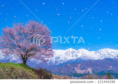[櫻花暴風雪素材]野平地區的一棵櫻花樹和白雪皚皚的北阿爾卑斯山[長野縣] 121444296