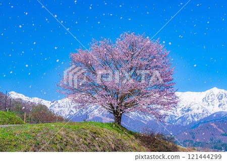 [Sakura blizzard material] A single cherry tree in the Nodaira area and the snow-capped Northern Alps [Nagano Prefecture] 121444299