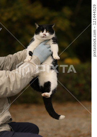 Cats of Omiko Beach 121444329