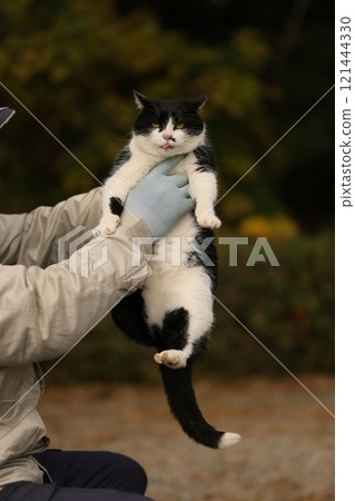 近美子海岸貓 121444330