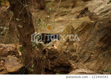 近美子海岸貓 121444341