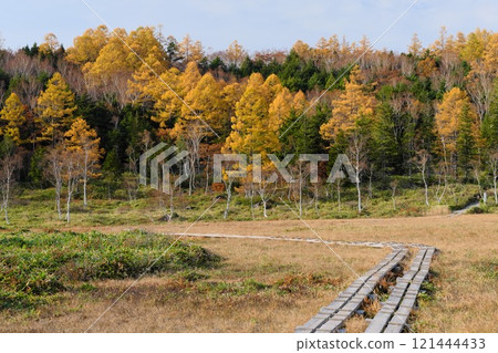 信州秋季志賀高原田野原濕地木路和黃樺葉 121444433