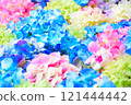 Colorful hydrangea 121444442