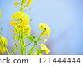 Landscape with rape blossoms 121444444