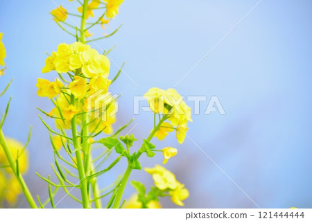 景觀與油菜花 121444444