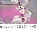 White plum blossom up 121444445