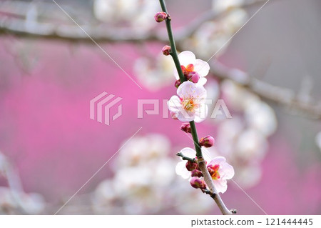 白梅花盛開 121444445