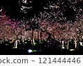 Illuminated plum blossoms at night 121444446
