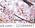 Cherry blossoms in full bloom shining in the spring sunshine 121444447