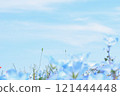 Blue sky and nemophila 121444448
