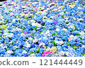Colorful hydrangea flowers in water 121444449