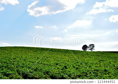 Green hills and white clouds 121444452