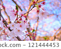 Sakura taking spring sunlight 121444453