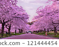 Cherry blossom trees in full bloom 121444454