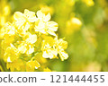 Yellow rape blossoms 121444455