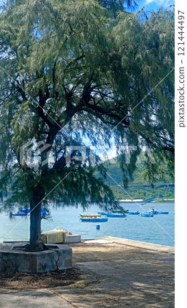 Green tree, garden floor, fishing boat on water bay in Hong Kong outdoor public park 121444497