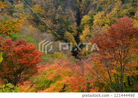 信州高山村 秋天的松川谷 八瀧 被紅葉染紅 121444498