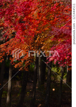 Beautiful Japanese autumn foliage, like a bright red carpet, seen in Kyoto and Nikko 121444511