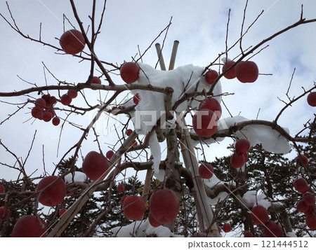 Snow and apple scenery_Hirosaki 121444512