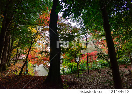 出雲大神宮 本宮的秋葉 出雲大神宮 本宮的秋葉 121444660