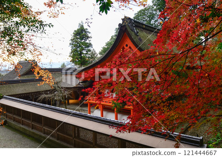 Izumo Daijingu Shrine - Autumn leaves at the main hall Izumo Daijingu Shrine - Autumn leaves at the main hall 121444667