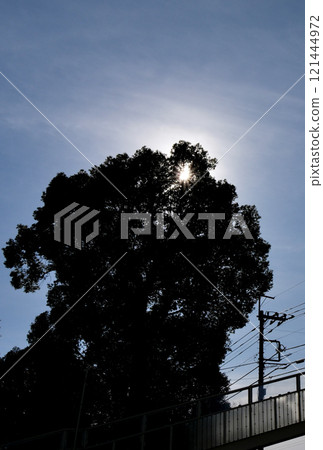 Big tree, sun, footbridge 121444972
