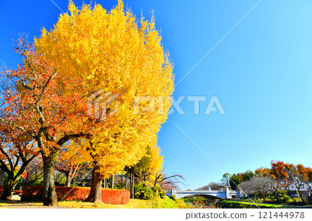 Around Ryonan Park/Minamiasakawa (Hachioji City, Tokyo) [2024.11] 121444978