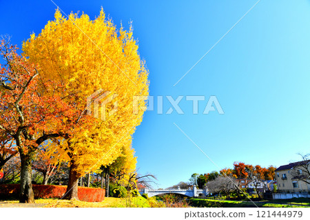 Around Ryonan Park/Minamiasakawa (Hachioji City, Tokyo) [2024.11] 121444979