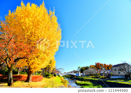 Around Ryonan Park/Minamiasakawa (Hachioji City, Tokyo) [2024.11] 121444980