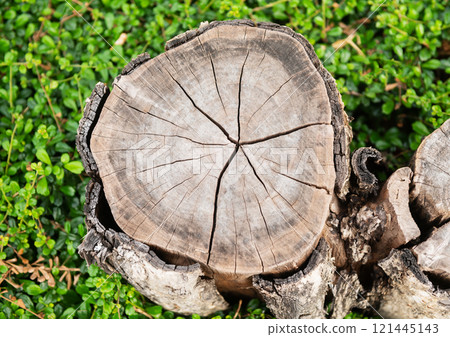 Top view of stump from cut tree with growth rings 121445143