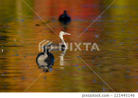 A thin, white Crested Grebe that can be seen around ponds and waterside in nearby parks from autumn to winter. 121445146