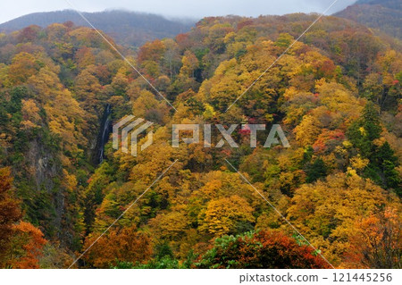 Shinshu Takayama Village: Autumn Matsukawa Valley: Splendid yellow leaves color the entire view of Yatsutaki Falls 121445256