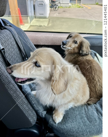 Two senior miniature dachshunds in a drive box Two senior miniature dachshunds in a drive box 121445401