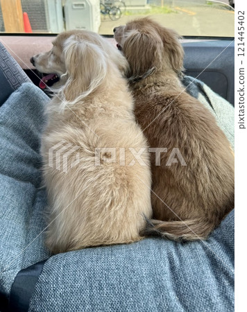Rear view of two senior miniature dachshunds in a drive box Rear view of two senior miniature dachshunds in a drive box 121445402