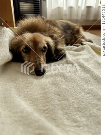A senior miniature dachshund relaxing in front of the stove A senior miniature dachshund relaxing in front of the stove 121445518