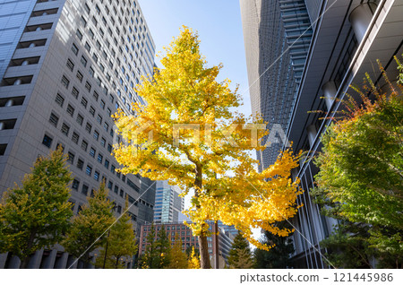 A ginkgo tree with autumn leaves surrounded by buildings A ginkgo tree with autumn leaves surrounded by buildings 121445986