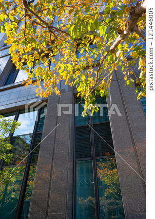 辦公區的風景仰望街道樹木、秋葉和摩天大樓 辦公區的風景仰望街道樹木、秋葉和摩天大樓 121446005