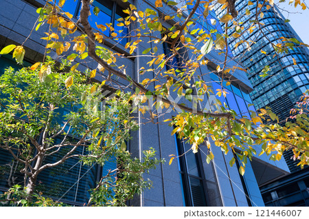 辦公區的風景仰望街道樹木、秋葉和摩天大樓 121446007