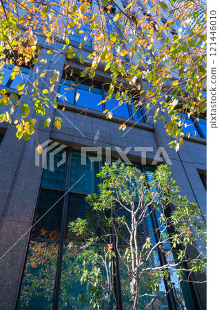 辦公區的風景仰望街道樹木、秋葉和摩天大樓 辦公區的風景仰望街道樹木、秋葉和摩天大樓 121446010