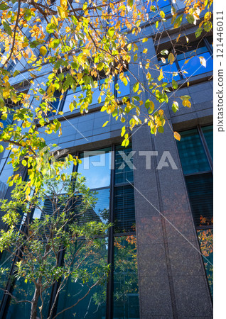 辦公區的風景仰望街道樹木、秋葉和摩天大樓 121446011