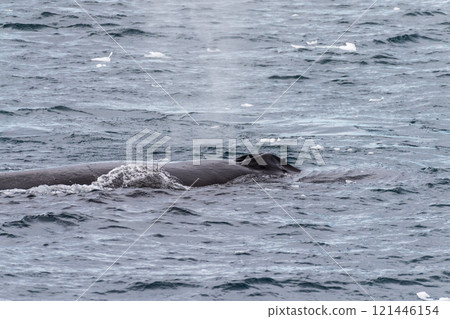 Detail of a humpback dorsal fin and blow hole 121446154