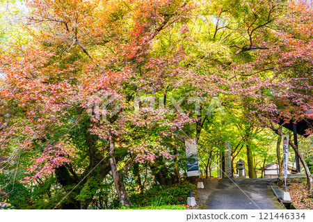 秋月城跡的紅葉【福岡縣朝倉市】 121446334