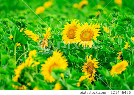 Vibrant Field of Sunflowers Blooming Under the Bright Summer Sun with a Clear Blue Sky Above Vibrant Field of Sunflowers Blooming Under the Bright Summer Sun with a Clear Blue Sky Above 121446436